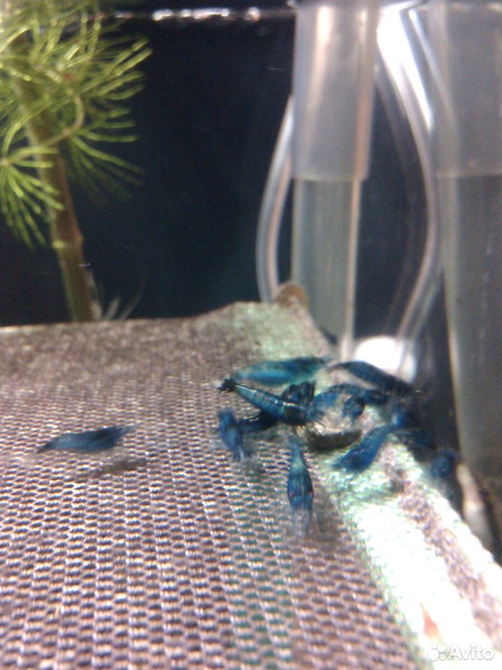 Креветка аквариумная "Blue Dream" (синяя мечта) купить на Зозу.ру - фотография № 7