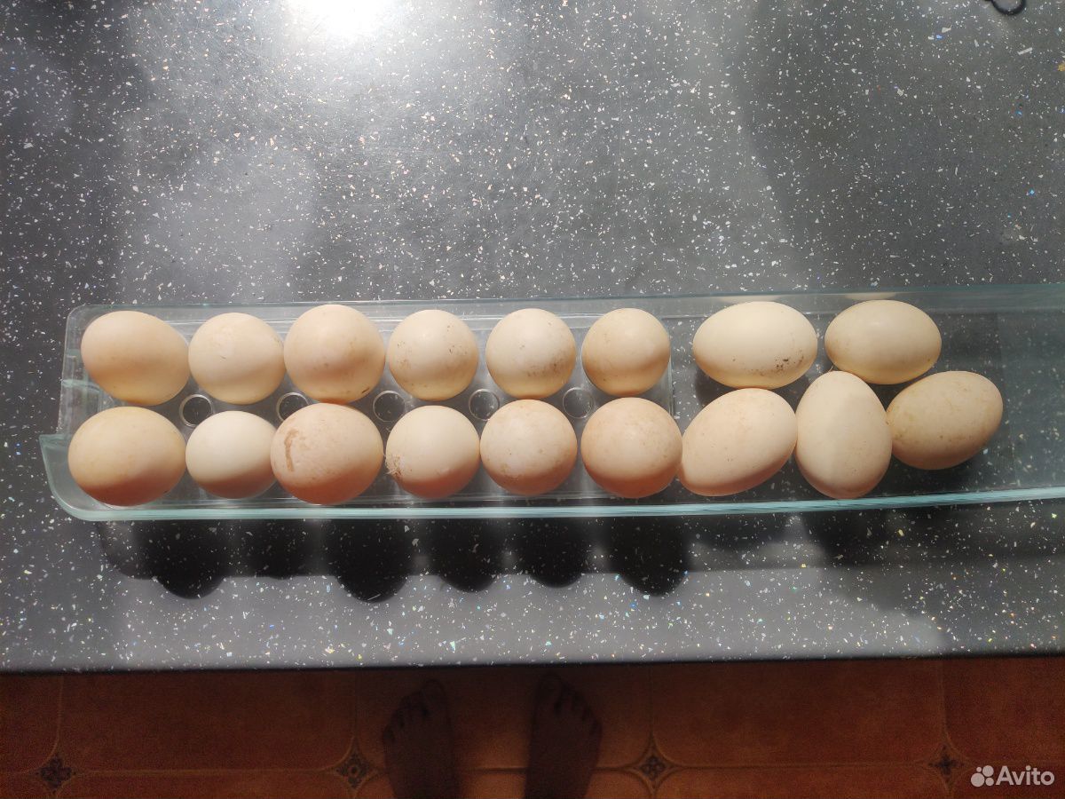 Инкубационные яйца Благоварской утки купить на Зозу.ру - фотография № 1