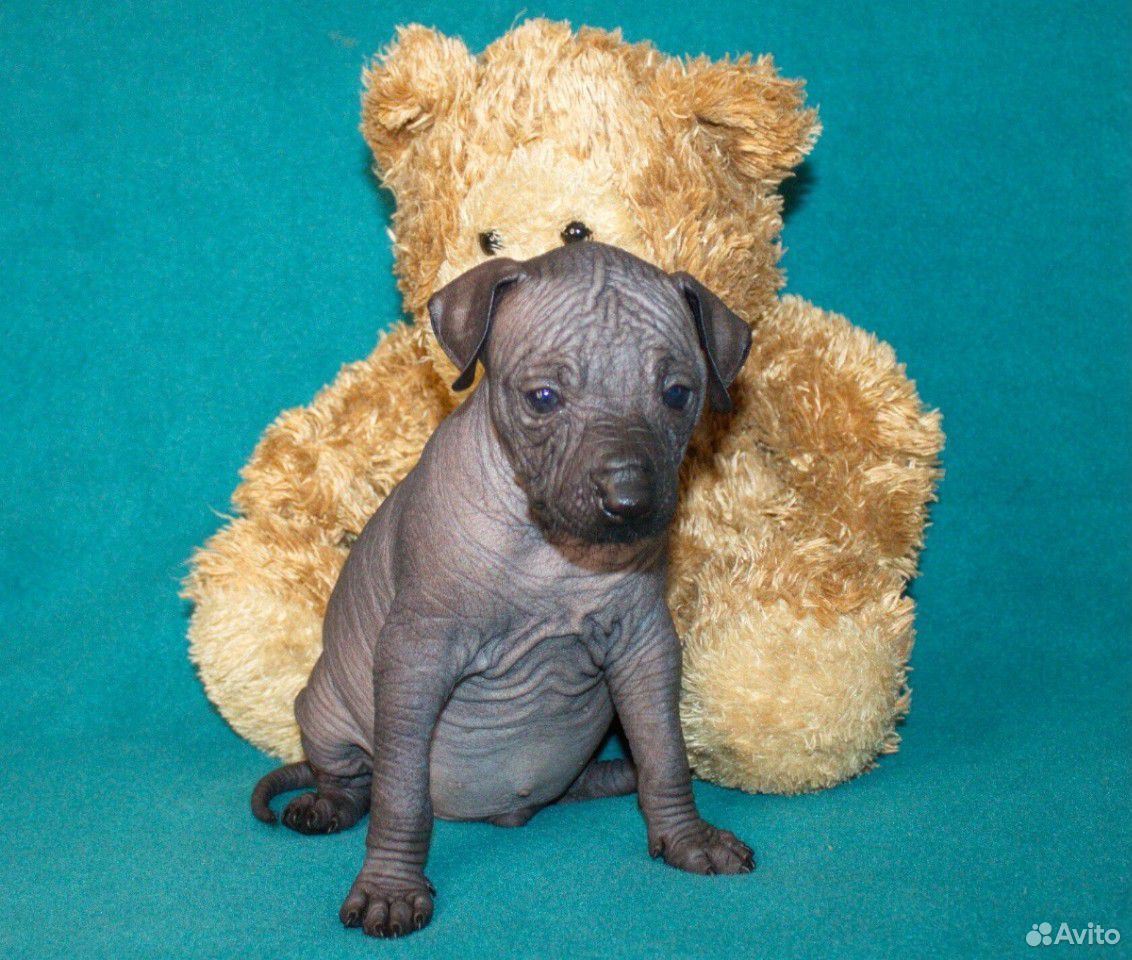 Лысые собаки - породы голых собак, фото | Блог зоомагазина укатлант.рф