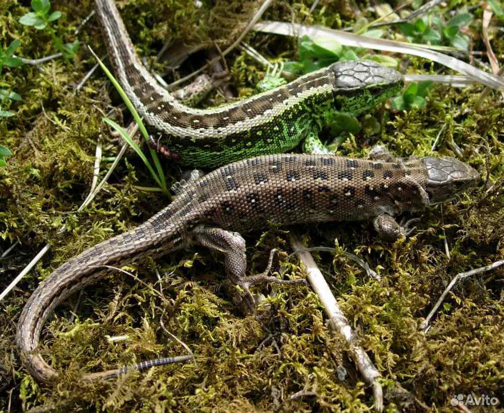 Прыткая ящерица серая. Прыткая ящерица Lacerta Agilis. Ящерица прыткая (Lacerta Agilis Linnaeus). Самец Lacerta Agilis. Ящерица прыткая горнокрымская.