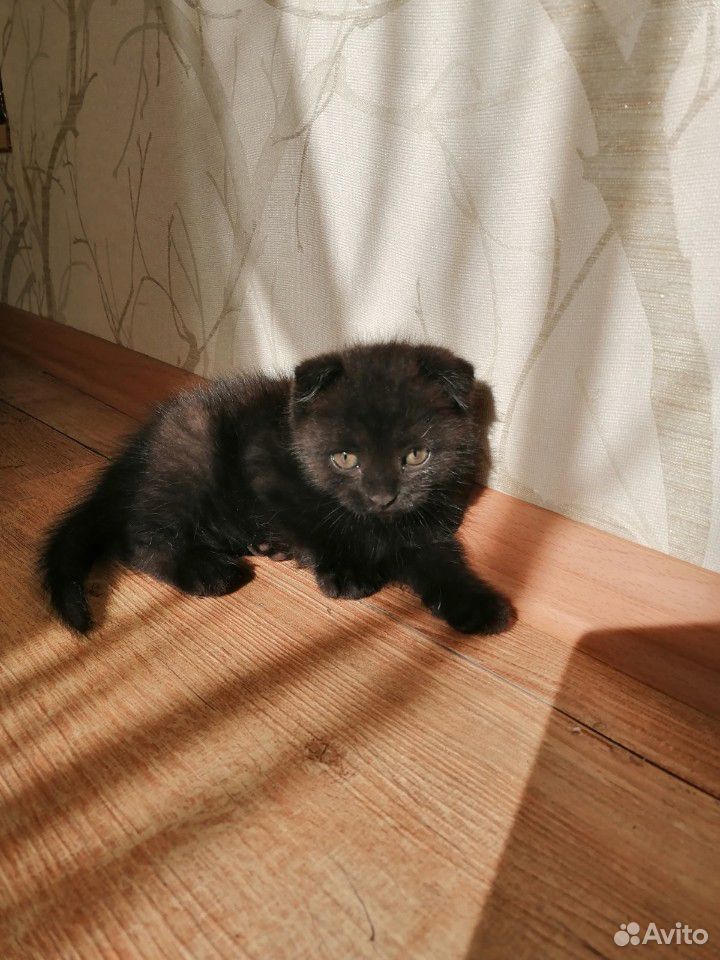 Продам котёнка купить на Зозу.ру - фотография № 2