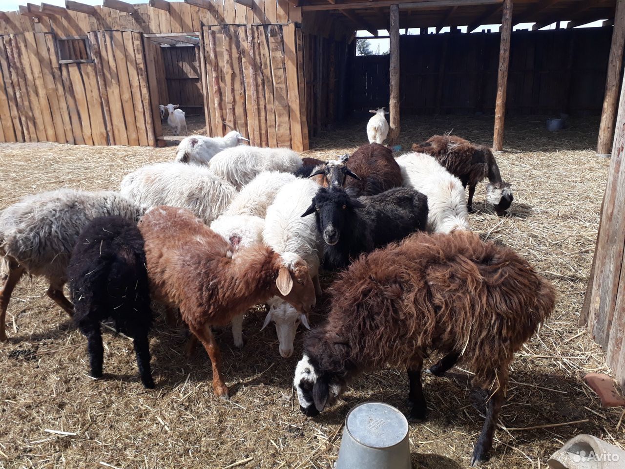 Продаю овец с ягнятами купить на Зозу.ру - фотография № 2