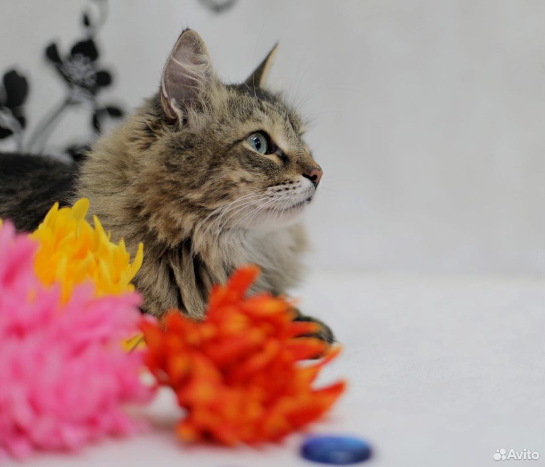 Шикарный лесной котик очень нуждается в доме купить на Зозу.ру - фотография № 2