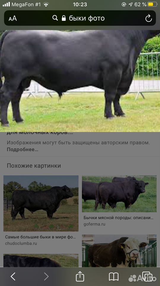 Интересуют бычки телки коровы разные веса купить на Зозу.ру - фотография № 1