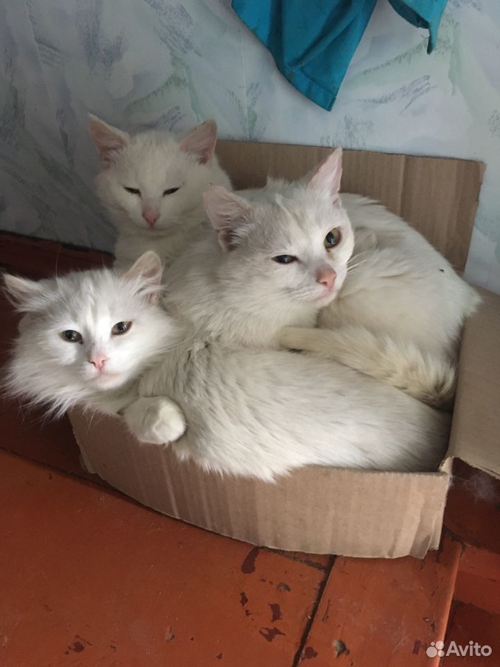 Три кота купить на Зозу.ру - фотография № 1