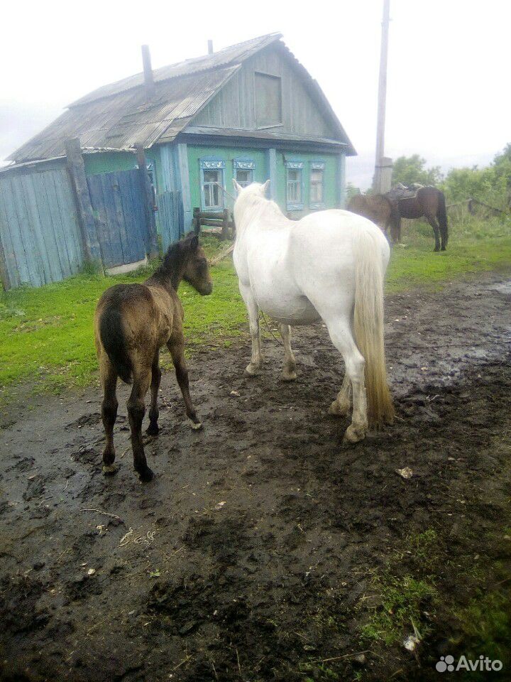 Продам лошадь с жеребенком купить на Зозу.ру - фотография № 3