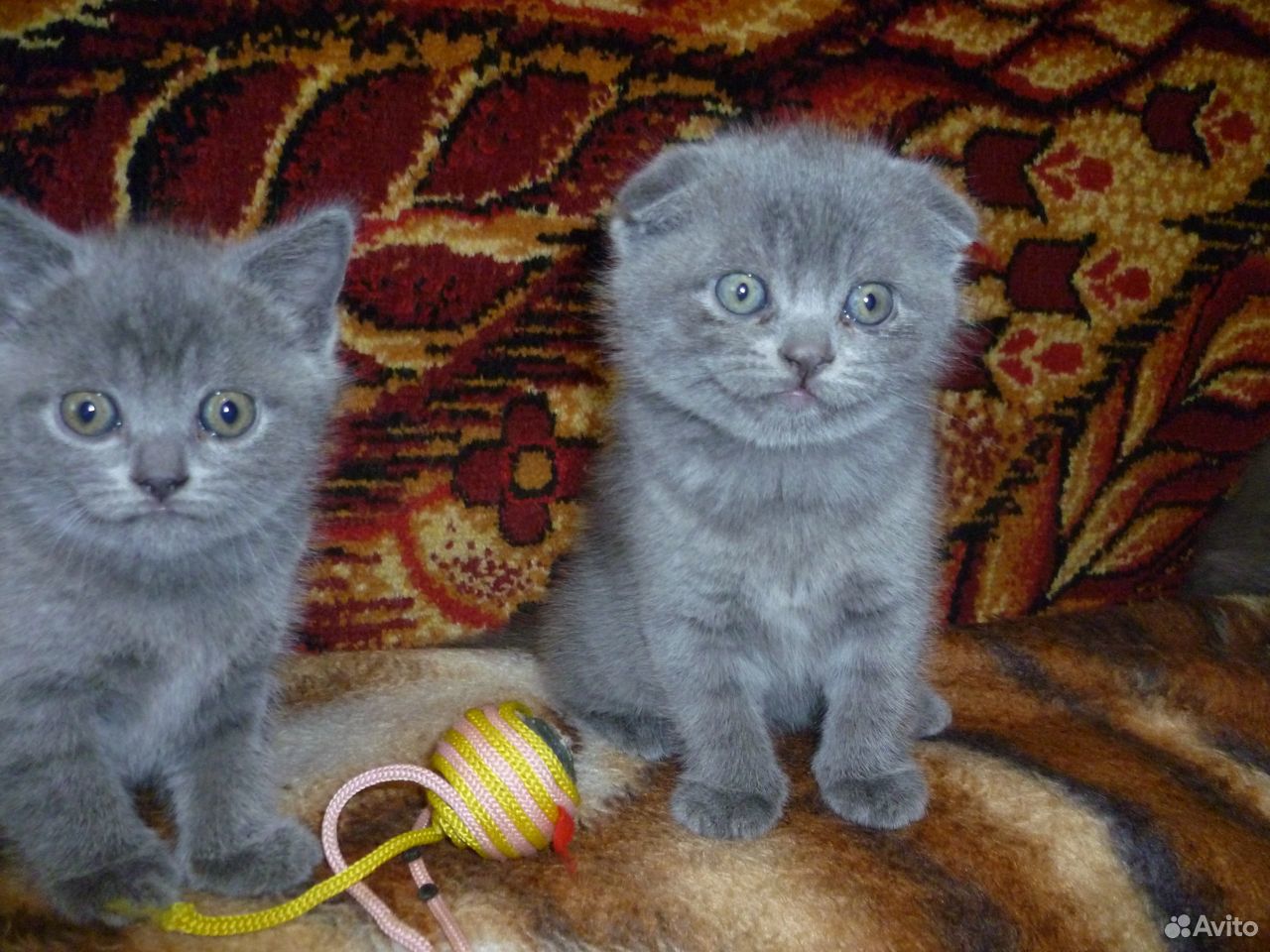 Кошки купить на Зозу.ру - фотография № 7
