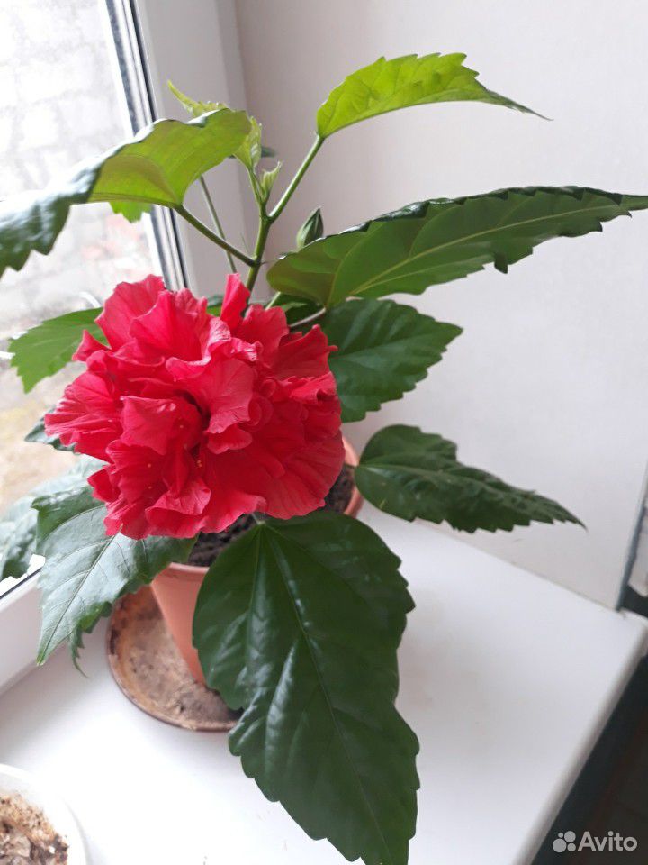 Китайская роза купить на Зозу.ру - фотография № 3