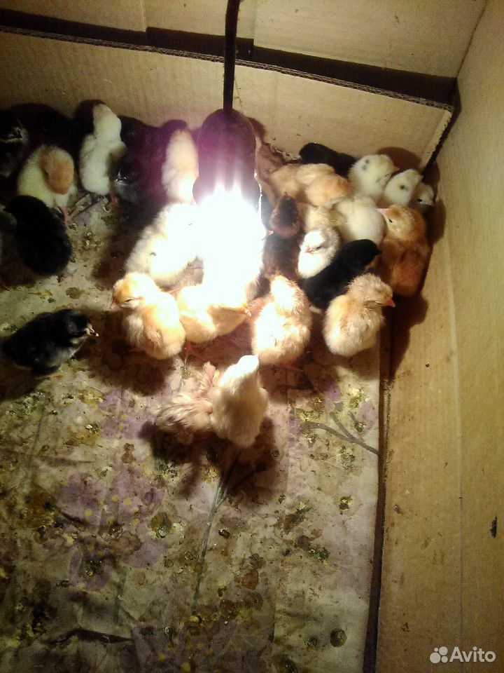 Продам цыплят, утят, гусят, инкубационное яйцо купить на Зозу.ру - фотография № 2