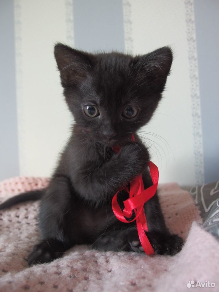 Обыкнавенная черная кошка купить на Зозу.ру - фотография № 2