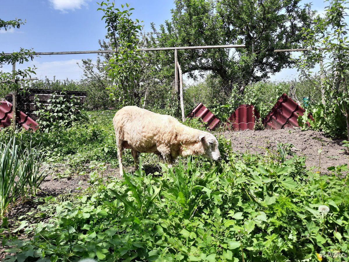 Овца породы Меринос с ягнятами купить на Зозу.ру - фотография № 4