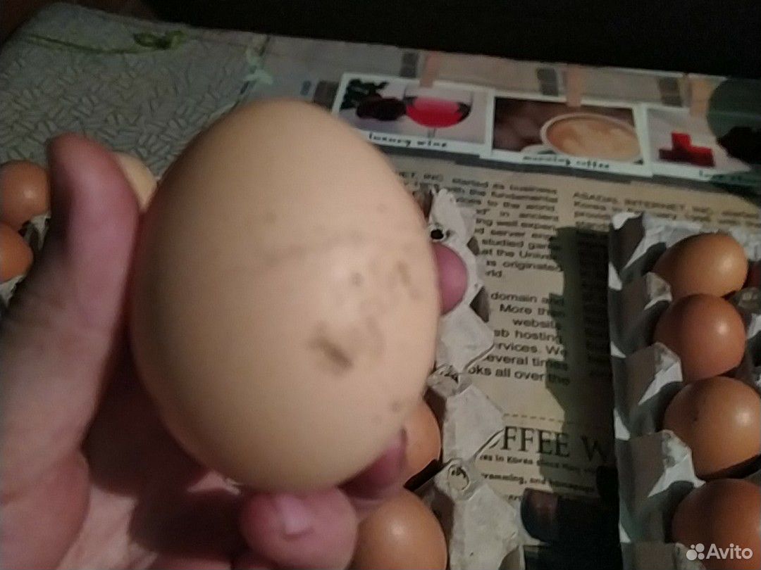 Яйцо куриное на корм скоту купить на Зозу.ру - фотография № 5