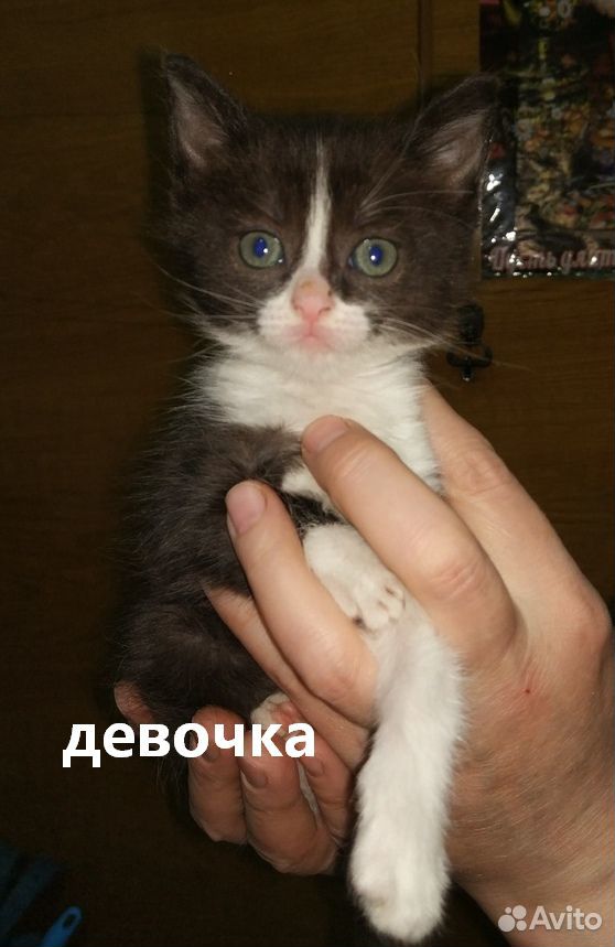Котятки на выбор купить на Зозу.ру - фотография № 3