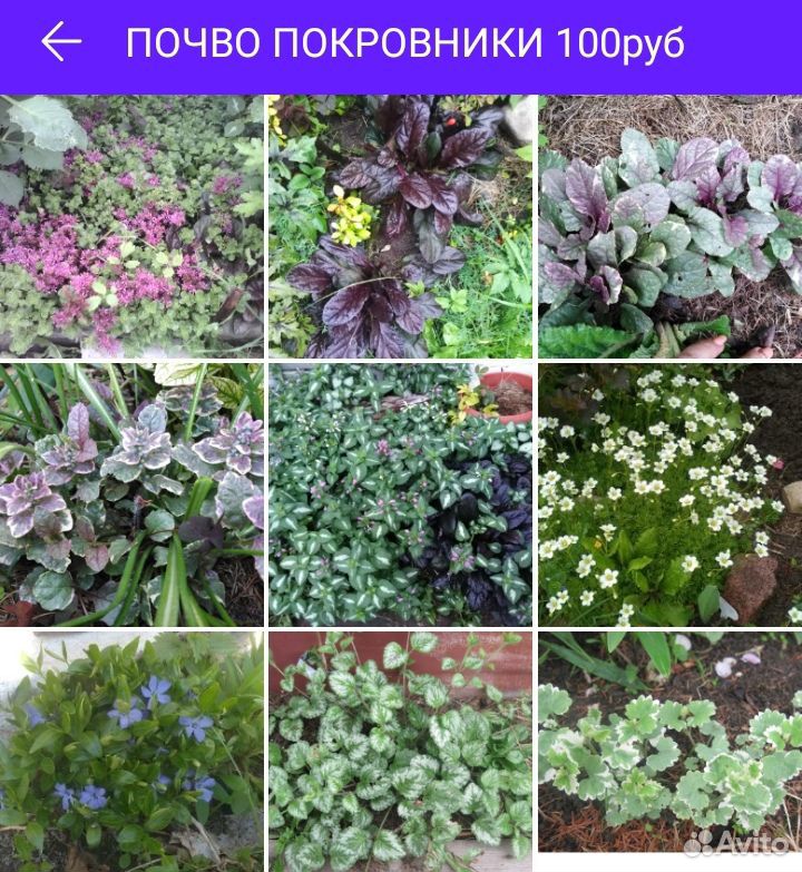Садовые растения купить на Зозу.ру - фотография № 7