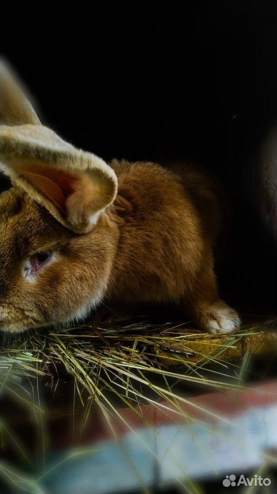 Кролики немецкие Ризен голд купить на Зозу.ру - фотография № 2