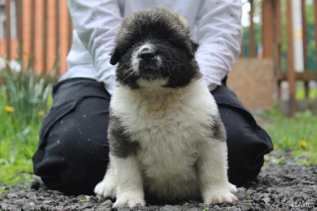 Купить Московскую Сторожевую Чита