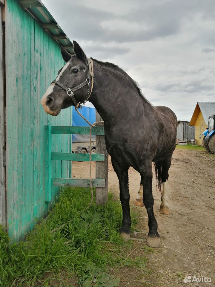 Лошадь рабочая купить на Зозу.ру - фотография № 2