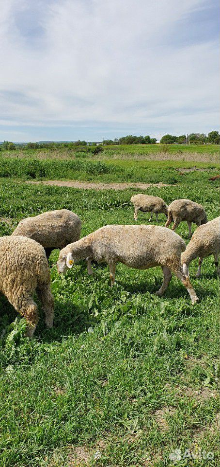 Мериноланд бараны и овцы купить на Зозу.ру - фотография № 3