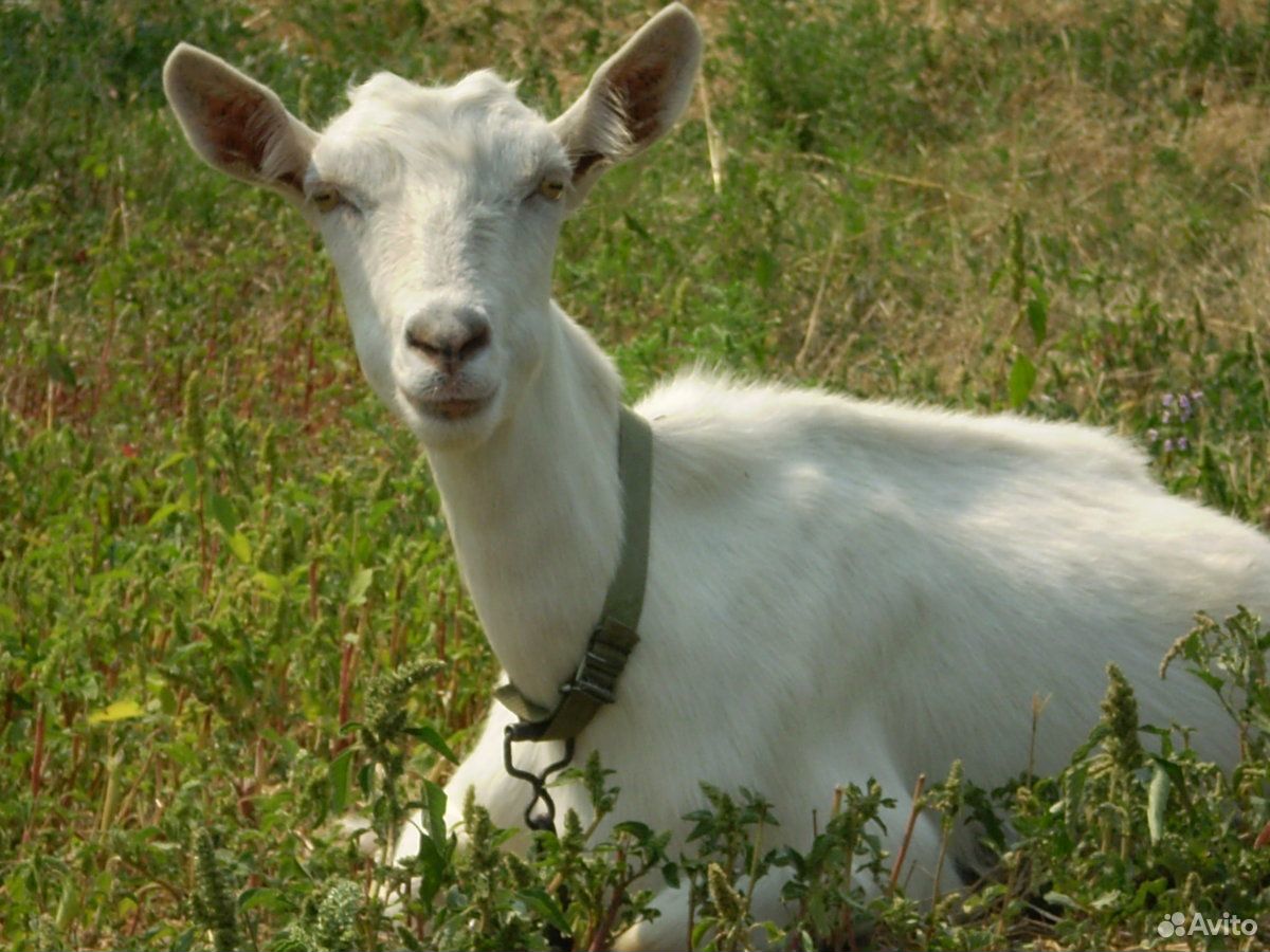 Продаю козу с козлятоми купить на Зозу.ру - фотография № 1