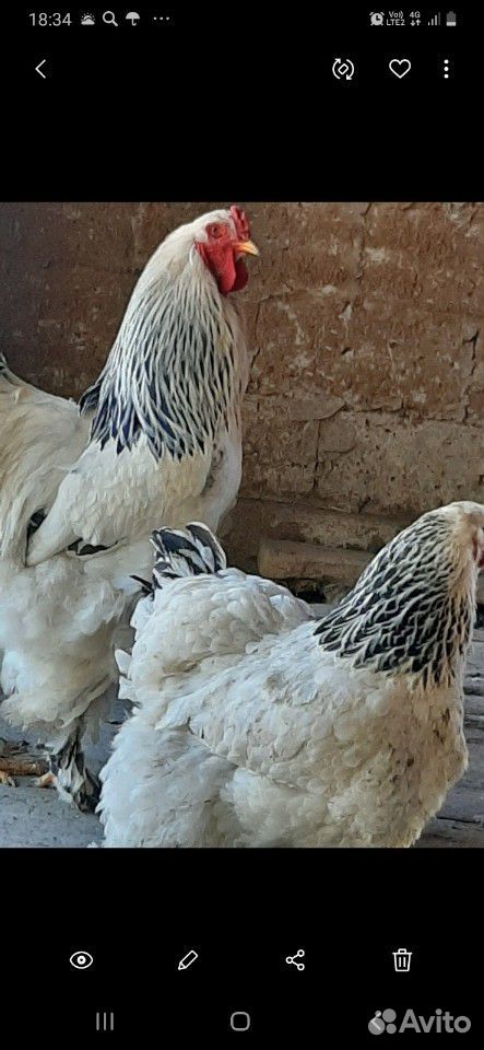 Курица и индюк с цыплятами купить на Зозу.ру - фотография № 5
