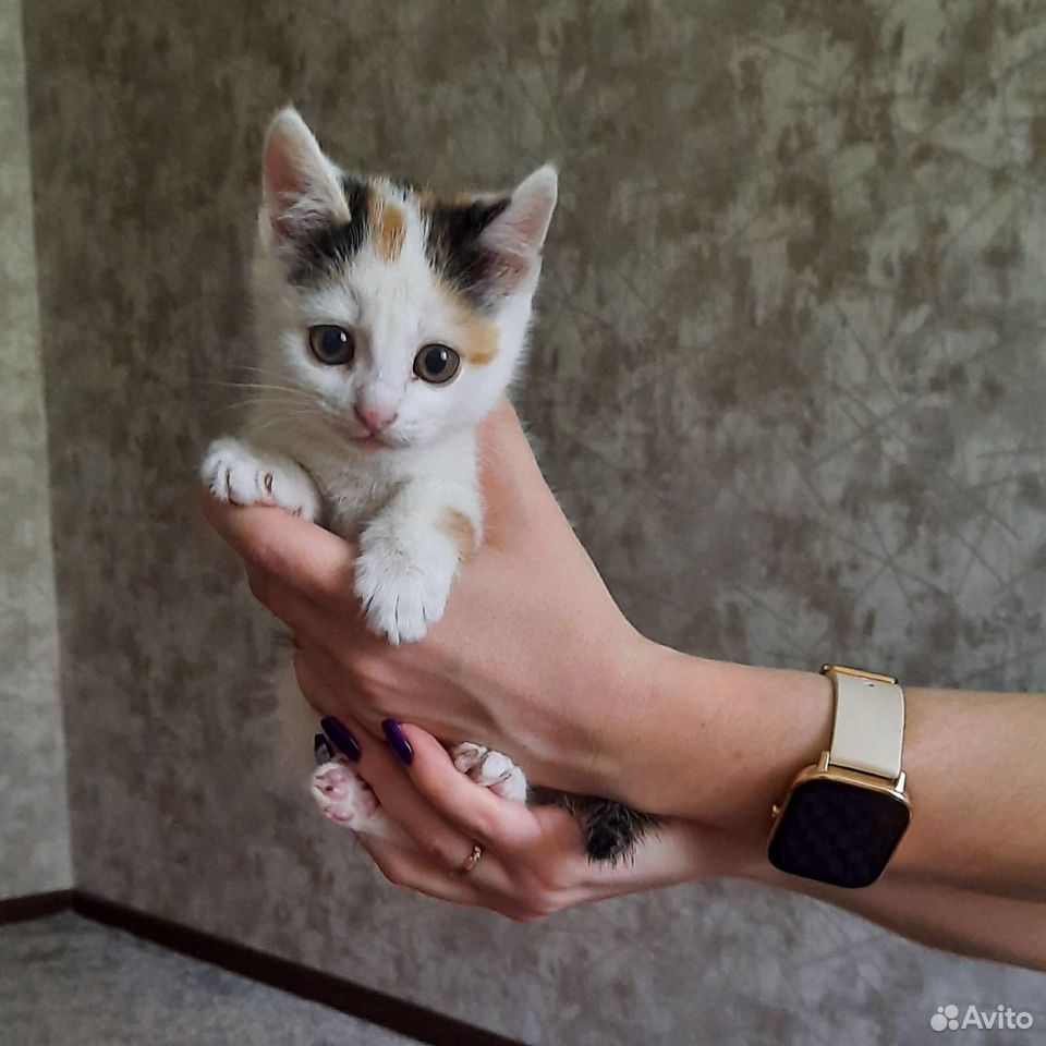 Котенок (кошка) купить на Зозу.ру - фотография № 1