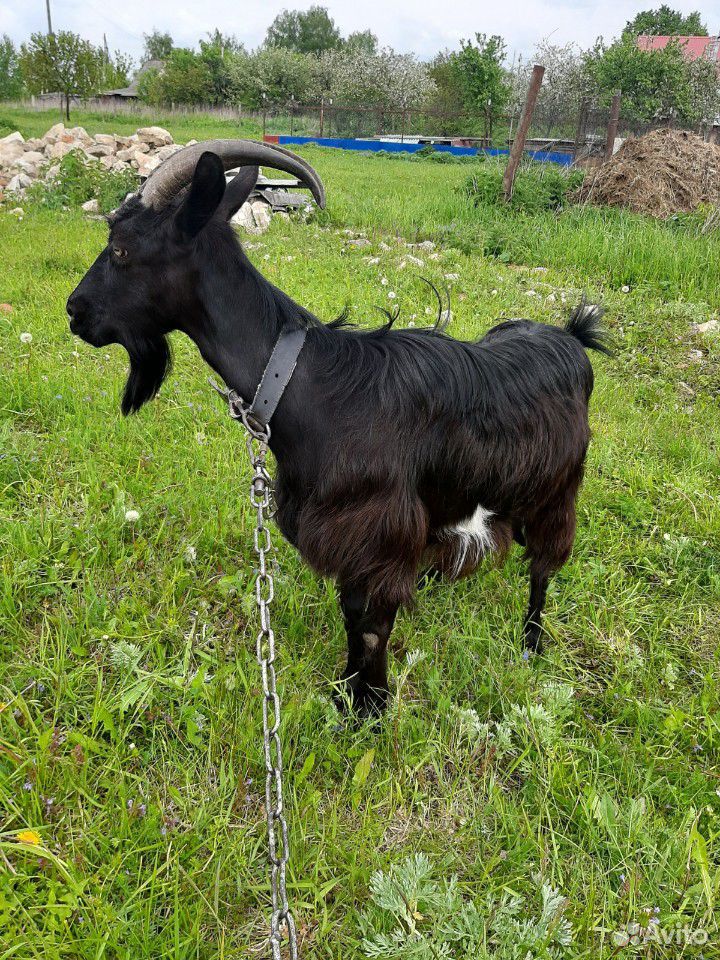 Продаю коз(черная и белая) купить на Зозу.ру - фотография № 4