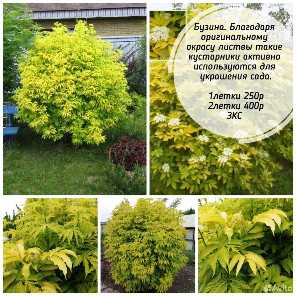 Декоративные растения купить на Зозу.ру - фотография № 7