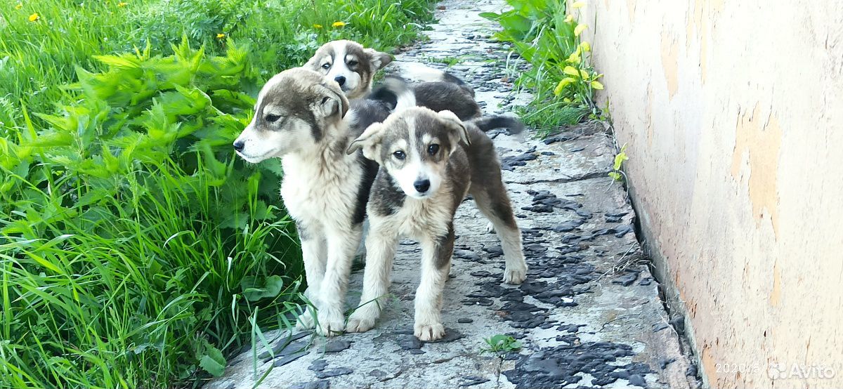 2 щенка кобеля купить на Зозу.ру - фотография № 2