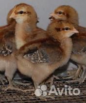 Цыплята Билефельдер (петушки недельные) купить на Зозу.ру - фотография № 2