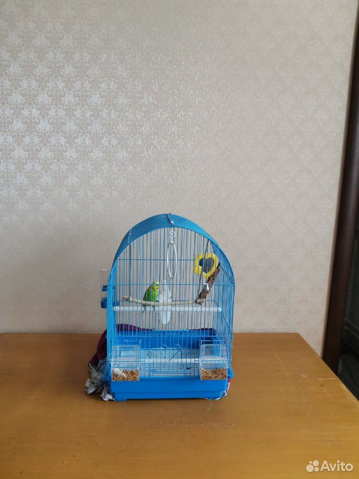 Продам попугая Чудесный волнистый попугай вместе с купить на Зозу.ру - фотография № 2