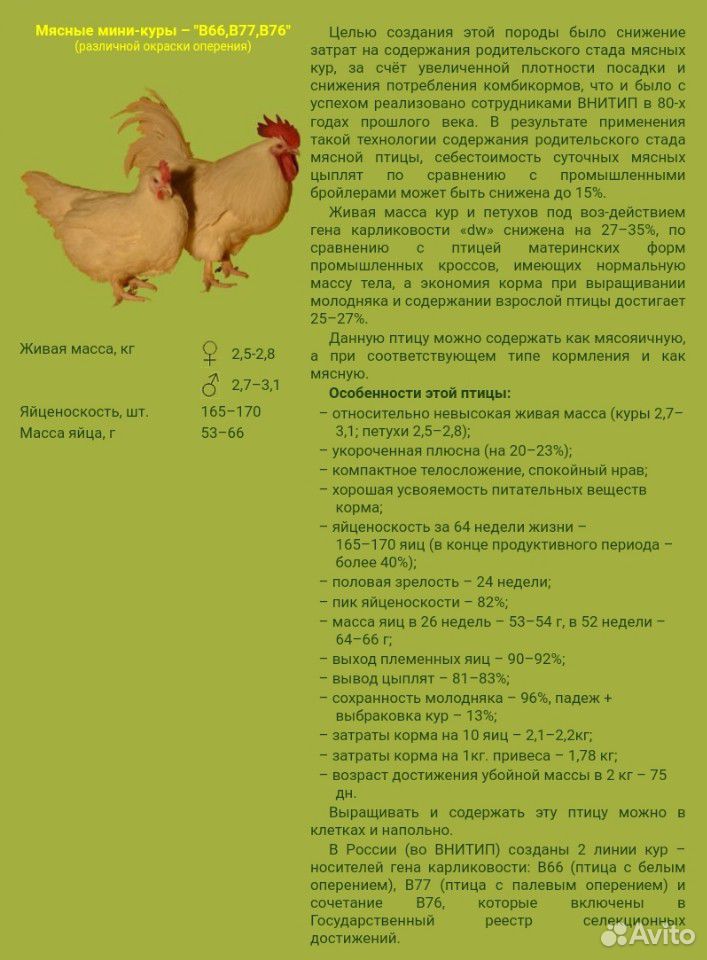 Мини-мясо В-66, ухейилюй купить на Зозу.ру - фотография № 4