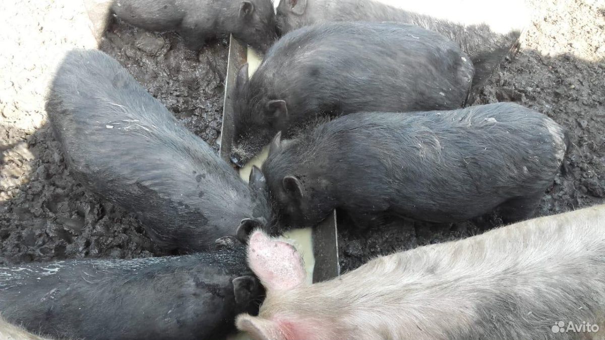 Вислобрюхие поросные свиньи, мясосальные купить на Зозу.ру - фотография № 1