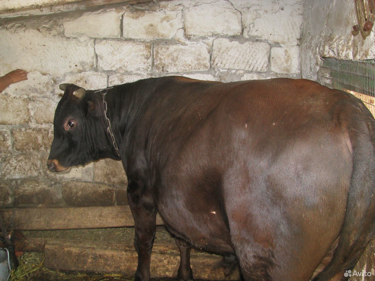 Бык, англерской мясо-молочной породы, на племя купить на Зозу.ру - фотография № 2