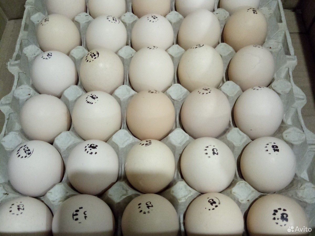 Инкубационное яйцо бройлеров кобб 500 купить на Зозу.ру - фотография № 1