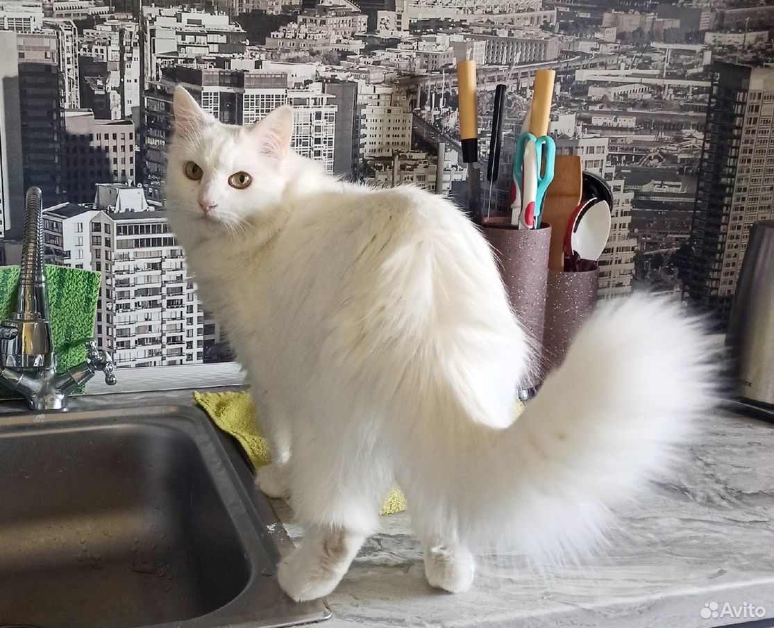 Белый кот Сугроб в добрые руки купить на Зозу.ру - фотография № 2