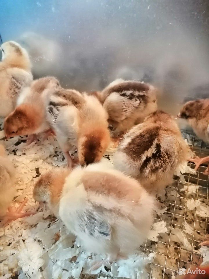 Кучинские цыплята купить на Зозу.ру - фотография № 2