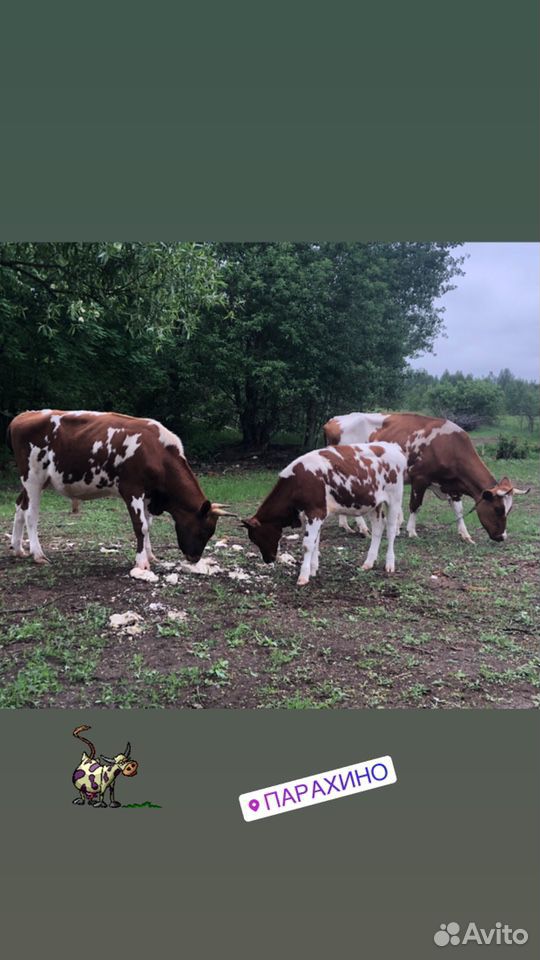 Айширская корова и телка купить на Зозу.ру - фотография № 3