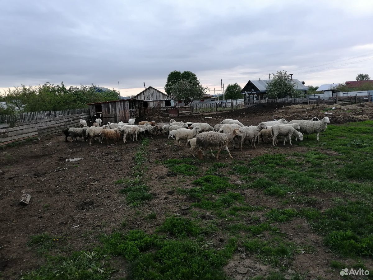 Овцы, тёлки, телята купить на Зозу.ру - фотография № 4