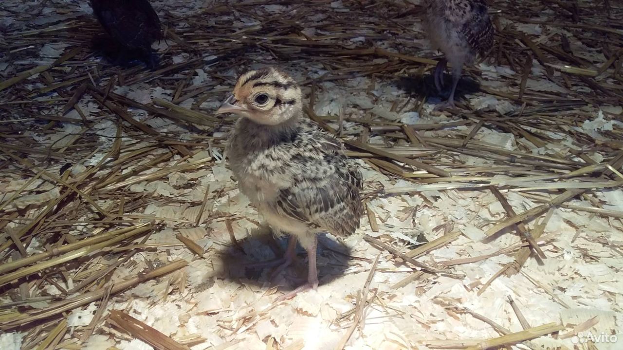 Отличные птенцы фазана и инкубационное яйцо купить на Зозу.ру - фотография № 1