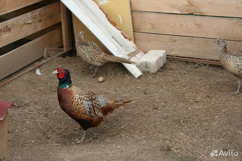 Отличные птенцы фазана и инкубационное яйцо купить на Зозу.ру - фотография № 4