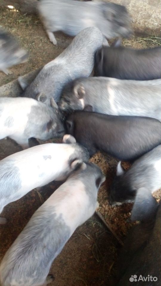 Поросята вьетнамских вислобрюхих свиней купить на Зозу.ру - фотография № 2