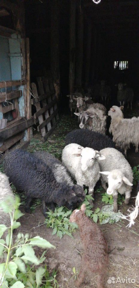 Овцы купить на Зозу.ру - фотография № 3