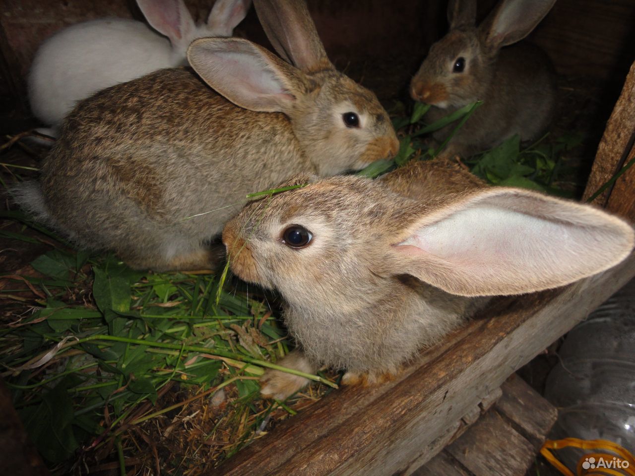Декоративные кролики. Кролики фландр купить на Зозу.ру - фотография № 9