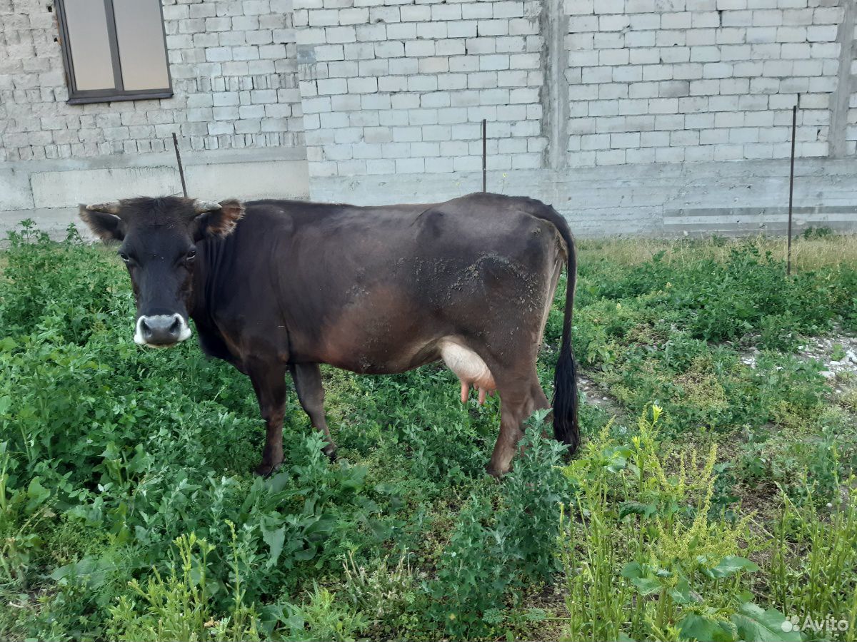 Корова доиная купить на Зозу.ру - фотография № 7