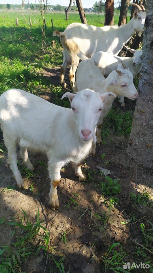 Молодые козочки и взрослые козы купить на Зозу.ру - фотография № 4