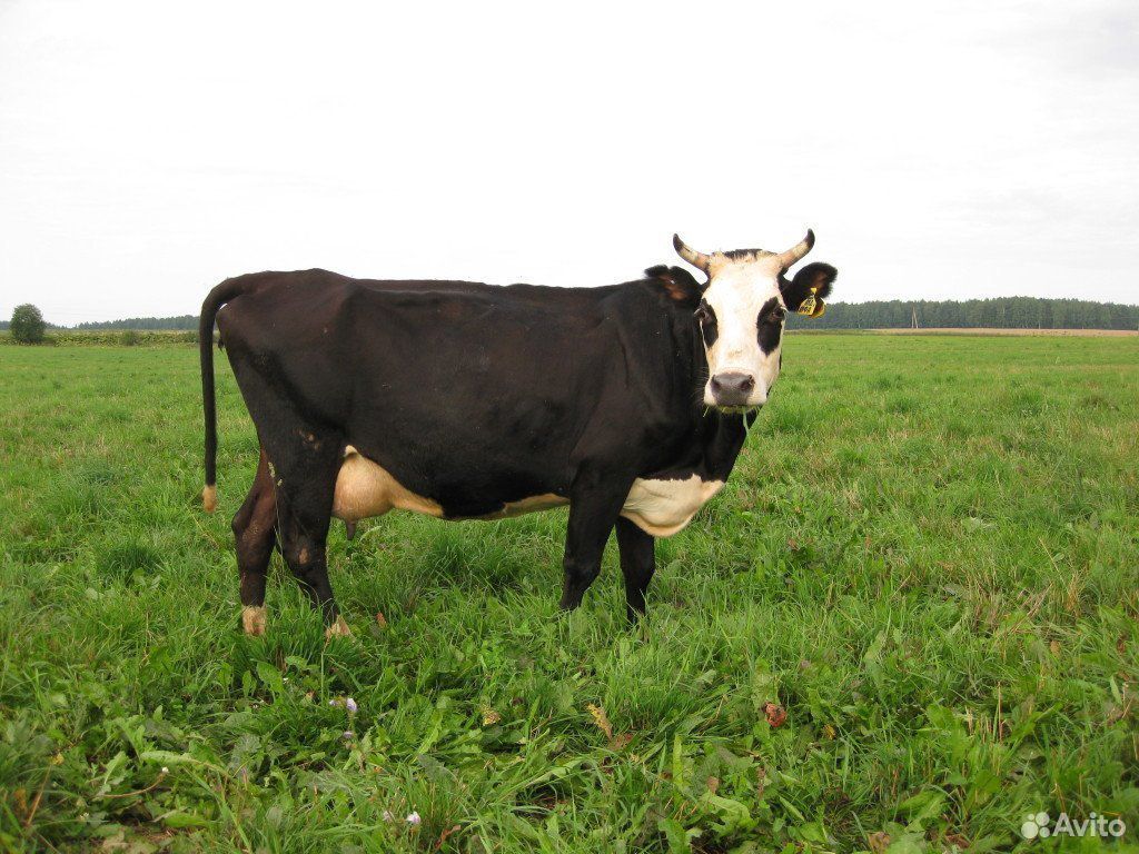 Корова на мясо и стельная тёлка на племя купить на Зозу.ру - фотография № 1