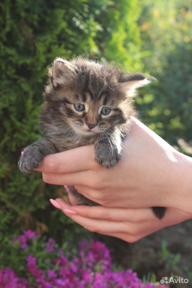 Милые пушистые котята купить на Зозу.ру - фотография № 10