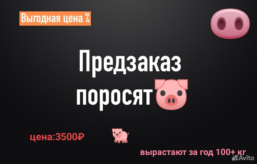 Поросята белой свиньи купить на Зозу.ру - фотография № 1