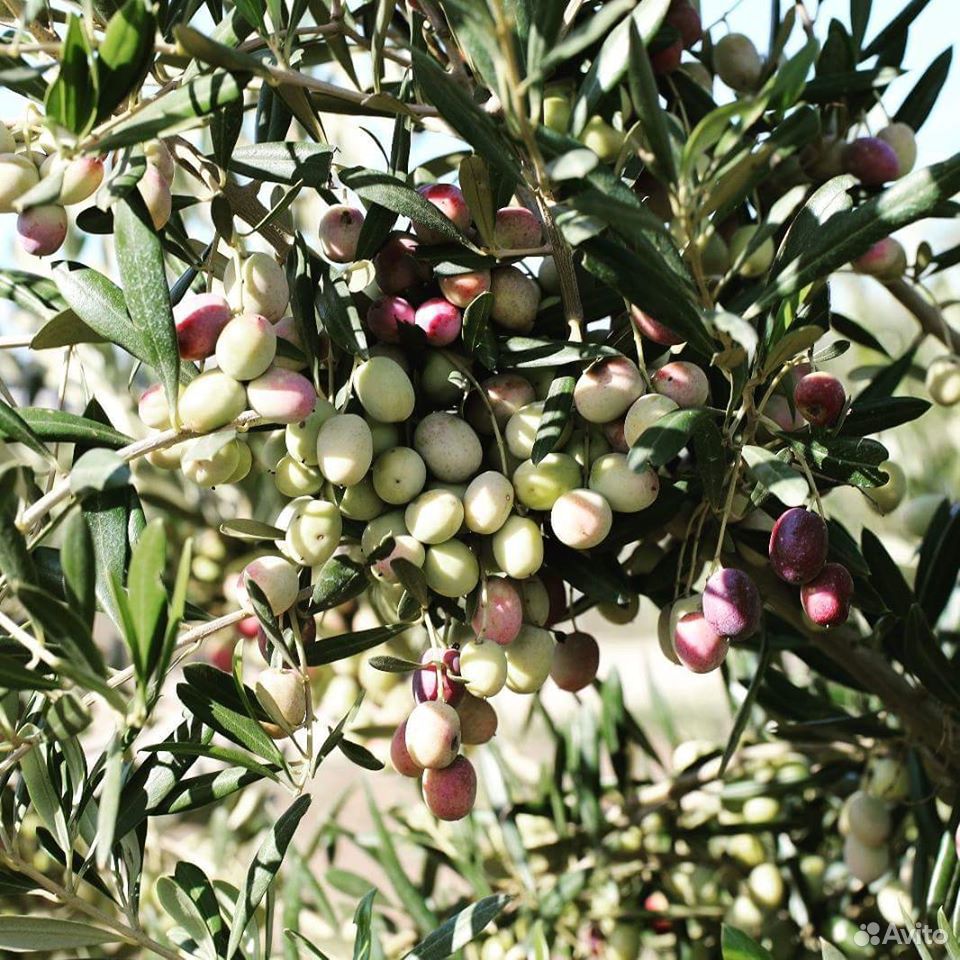 Олива европейская плодоносящая вечнозелёная купить на Зозу.ру - фотография № 3
