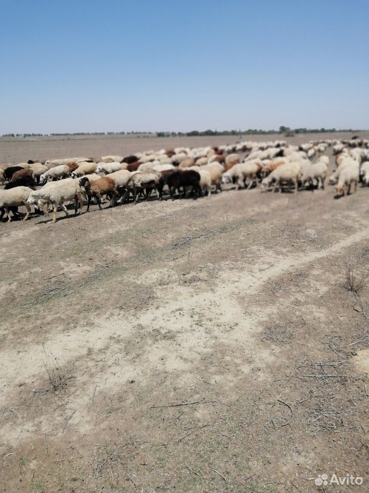 Овцы ягнята зимние на выбор купить на Зозу.ру - фотография № 9